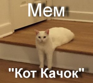 Мем Кот Качок